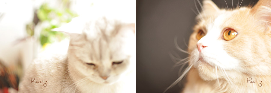 Meine Kater Rosi und Paul