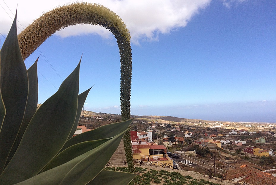 Zurück aus Teneriffa | Schwatz Katz macht Urlaub