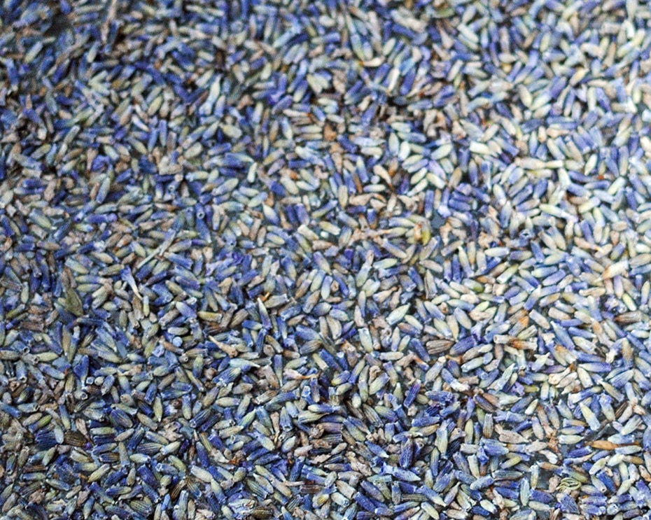 Lavendel Hydrolat selbermachen ohne Destille | Schwatz Katz