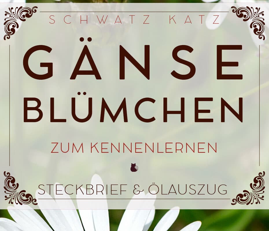 Gänseblümchen Bellis perennis – ein Steckbrief | Schwatz Katz