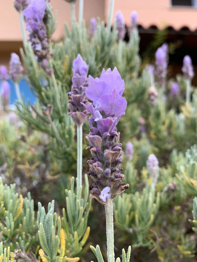 Schlage dem Kopfweh ein Schnippchen mit nur 3 ätherischen Ölen im Roll ... Schlage dem Kopfweh ein Schnippchen mit nur 3 ätherischen Ölen im Roll ...