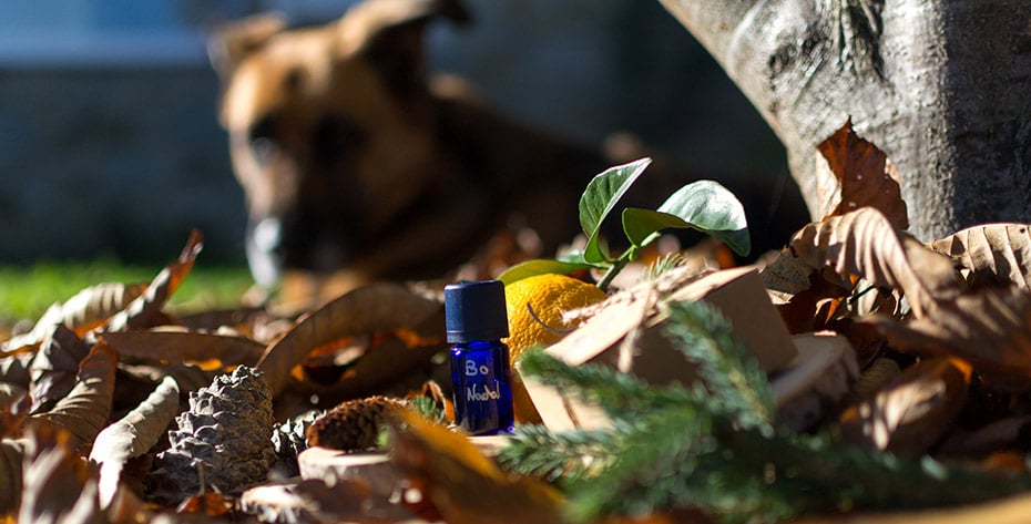 Weihnachtliche Duftmischung »Bo Nadal« für deine Lieblingscreme, zur Massage oder als Raumduft | Schwatz Katz