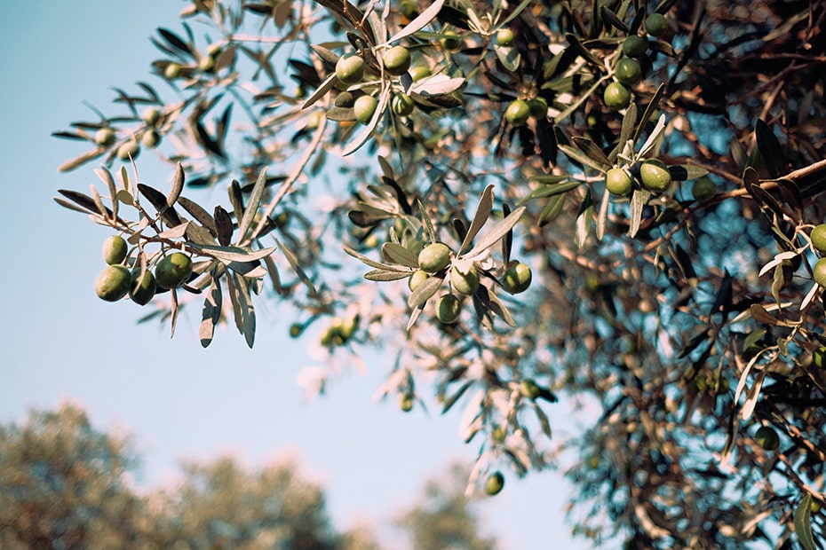Duschcreme »Olive« für trockene Haut mit Bambusblätterextrakt | Schwatz Katz